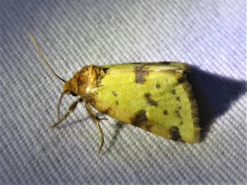 Obtuse Yellow photo 4