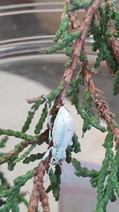 Compsus viridivittatus