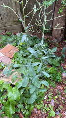 Lactuca serriola