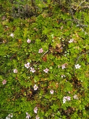 Primulaceae