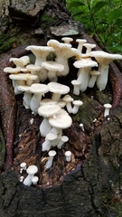 Pleurotus levis
