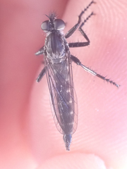 Rhadiurgus variabilis