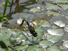 Anax panybeus
