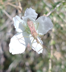 Zelus renardii