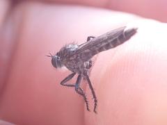 Rhadiurgus variabilis