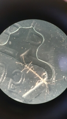 Phtisica marina