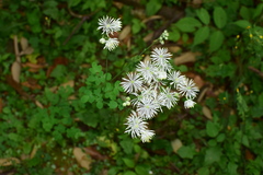 Thalictrum petaloideum