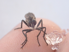 Rhadiurgus variabilis