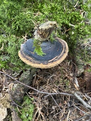 Phellinus nigricans