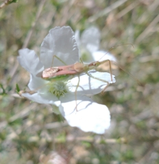 Zelus renardii