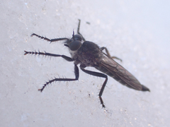 Rhadiurgus variabilis