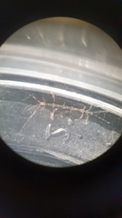 Phtisica marina