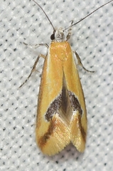 Batia lunaris