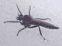 Rhadiurgus variabilis