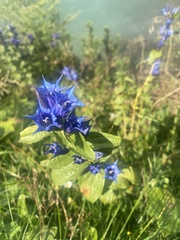 Gentiana asclepiadea