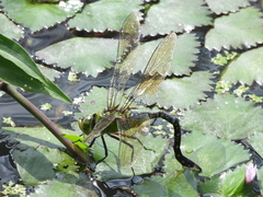 Anax panybeus