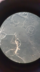 Phtisica marina