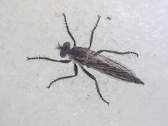 Rhadiurgus variabilis