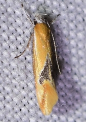 Batia lunaris