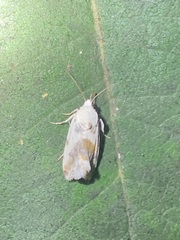 Ponometia candefacta
