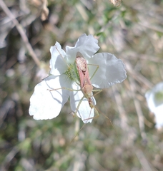 Zelus renardii