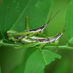 Neorthacris