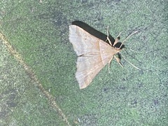 Phalaenophana pyramusalis