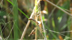 Argiope trifasciata