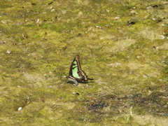 Graphium cloanthus