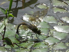 Anax panybeus