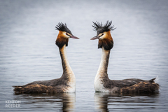 Podiceps cristatus