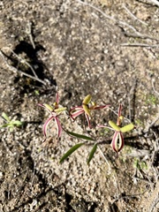 Caladenia roei