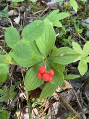 Cornus canadensis