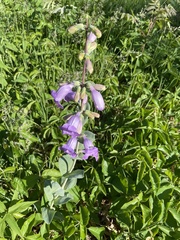 Penstemon grandiflorus