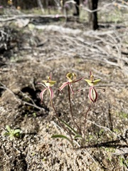 Caladenia roei