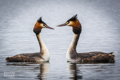 Podiceps cristatus
