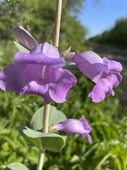 Penstemon grandiflorus