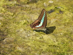Graphium sarpedon
