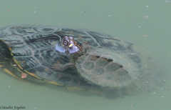 Graptemys ouachitensis