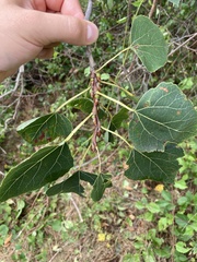 Populus tremuloides
