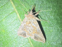 Autographa precationis
