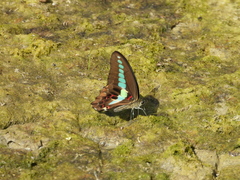 Graphium sarpedon