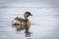 Poliocephalus poliocephalus