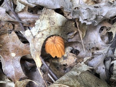 Marasmius siccus
