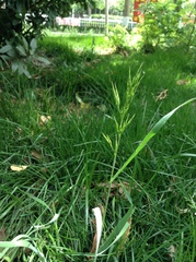 Bromus japonicus