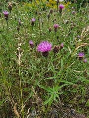Centaurea nigra