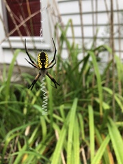 Argiope aurantia