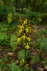 Calanthe hancockii