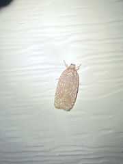 Sparganothis distincta