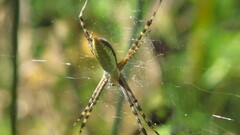 Argiope trifasciata